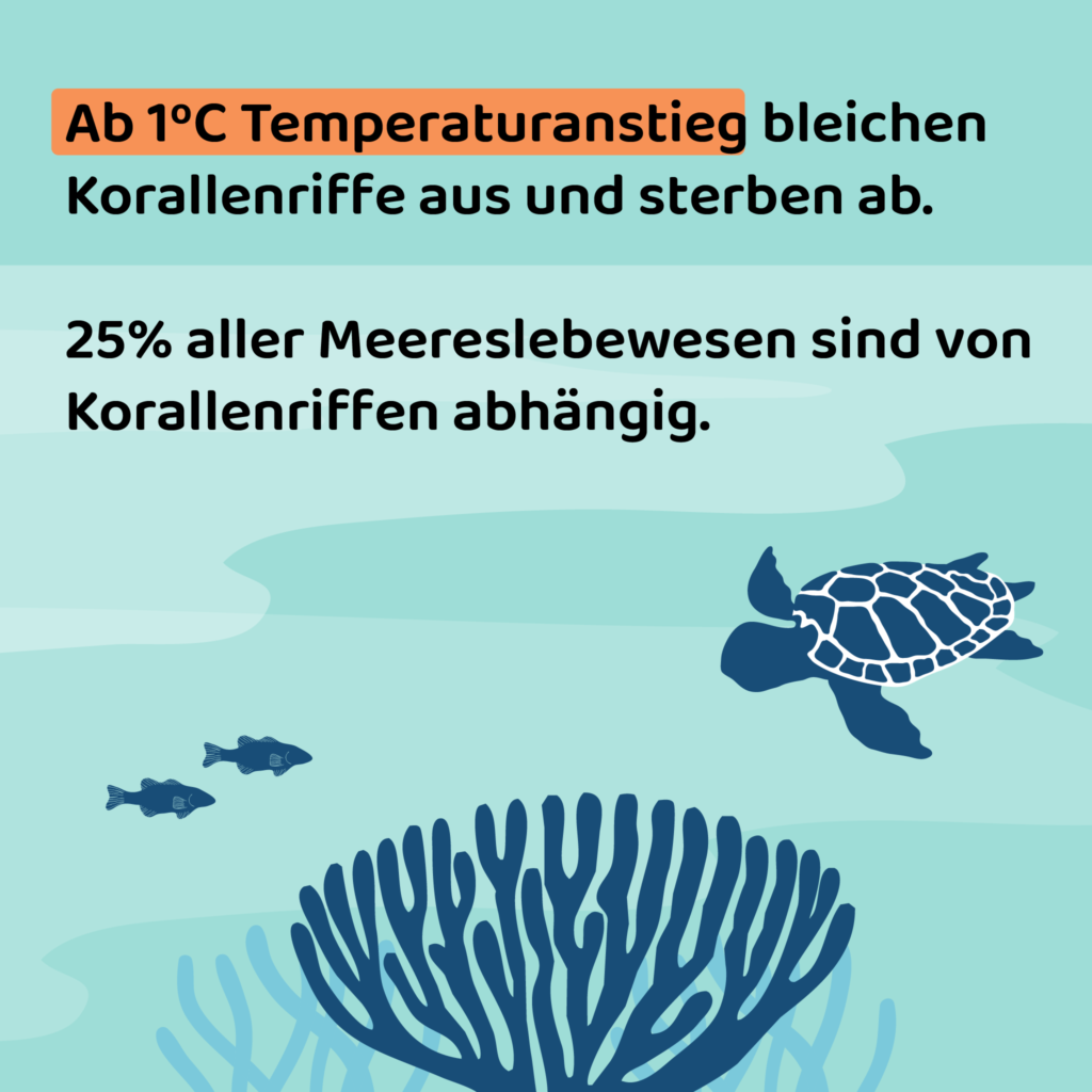 Ab 1°C Temperaturanstieg bleichen Korallenriffe aus und sterben ab. 25 % aller Meereslebewesen sind von Korallenriffen abhängig.